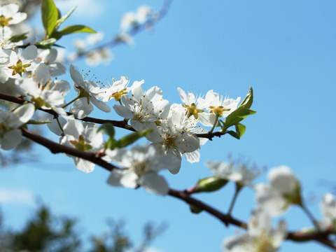 濃厚食感！メスレースモモ【サクランボサイズ】約1500g