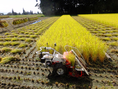 北アルプス山麓　自然栽培米　天日干し　朝日　玄米3㎏