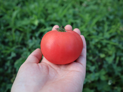 超濃厚な甘み！北海道壮瞥町産中玉トマト スイート約4.7kg