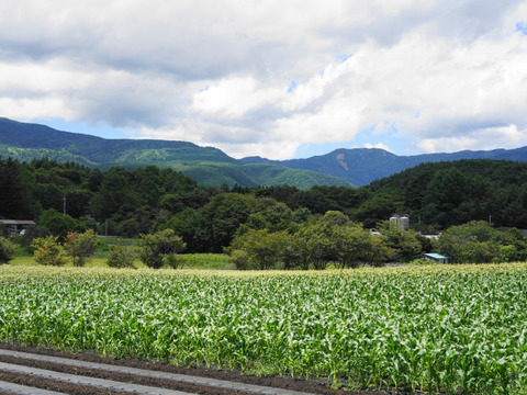 8本・お試し価格【最上級・プレミアムとうもろこし（糖度20度程度）】サニーショコラ