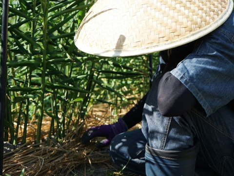 秋の味覚　京都府産　露地新生姜3kg　土付き
