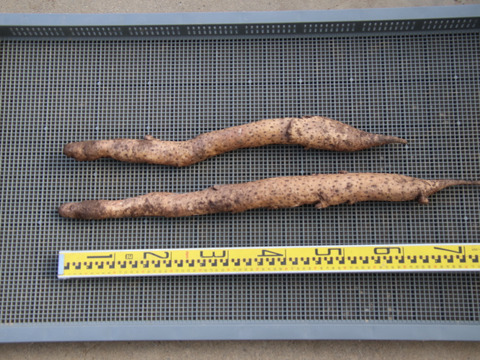 自然薯　3123ｇ（25-1-07）