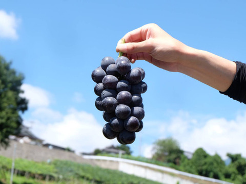 【食べる喜び・贈る喜び】★数量限定・ご家庭用★粒々巨峰　1kg