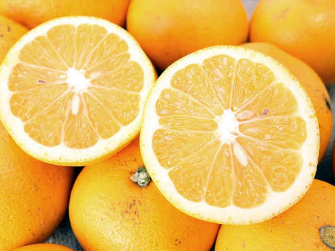 はっさく　3kg ふぞろい　格安です❗️