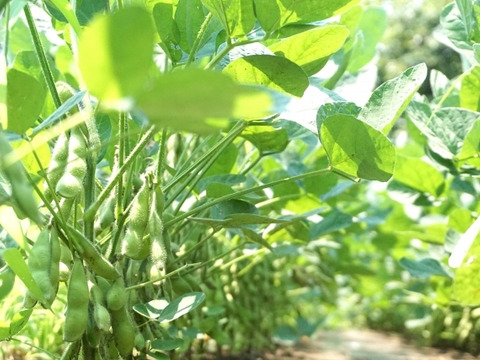 冷凍便！生のまま冷凍しました！茶豆風味の枝豆【英】6袋入り