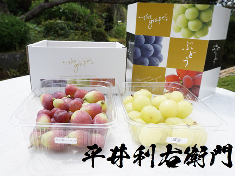 平井利右衛門の赤青ぶどう(バイオレットキング、雄宝/粒1.5kg)
