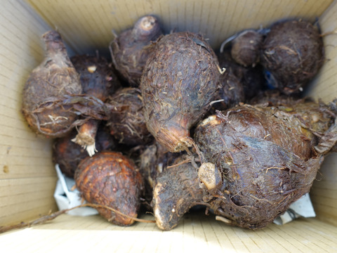茨城県産　ねっとり　旨い　減農薬　サトイモ　赤芽　セレベス　1.5kg
