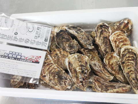 【水産庁補助事業　送料無料】🦪 生食用４ｋｇ 殻付き 牡蠣 （28〜55粒）牡蛎 殻付き牡蛎 kaki カキ 松島牡蠣屋 BBQに最適🔥 海産物 オイスター oyster 😋生牡蠣【冬ギフト】