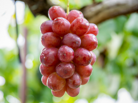 スイーツにぴったり！【冷凍クイーンルージュ】 1kg (200g×5袋) 信州クイーンルージュを凍らせてみました#NKF00010