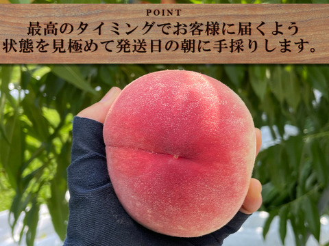 【すぐ発送！🍑山梨日川白鳳】約2キロ！中サイズ8〜9個でお届け！一度食べたら忘れられない  その時期一番おいしい品種をお届け【品種おまかせ】