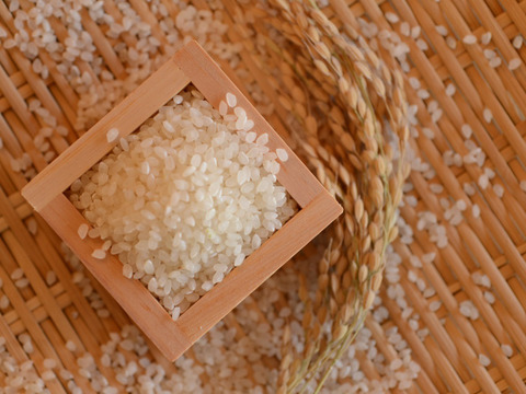 一等米【 栽培期間中農薬不使用・コシヒカリ 精米20kg】数量限定・ 令和5年産・有機質肥料のみで栽培