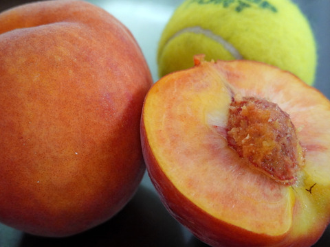 信州生まれのジューシーなワッサー！　
固い桃の好きな方、
やみつき間違いなしの味。
（12個　3.5Kg～）
木で完熟するまで待ってお送りします
