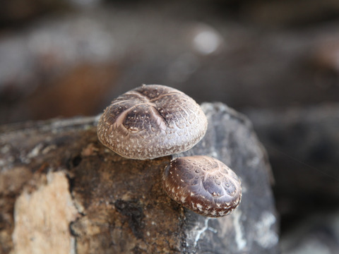 『旨味最強レベル！』原木で育てた「乾燥原木しいたけ」７０ｇ