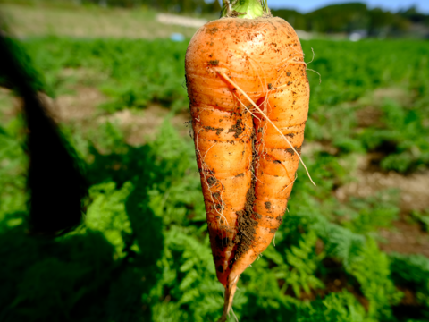 香りが濃い～綾町産不揃い有機人参 (土付き10kg)