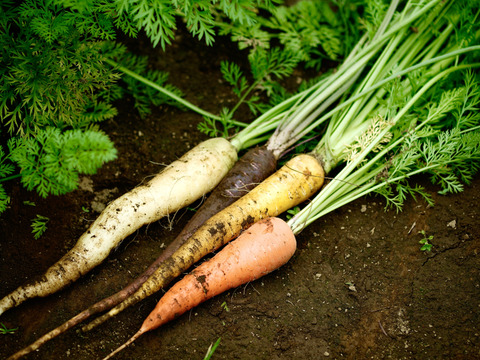 甘くて美味しい♪季節野菜の6-7品セット