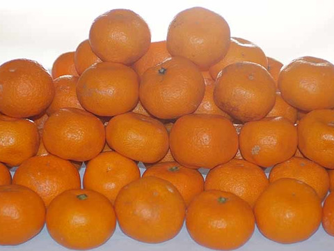 【訳あり】蔵出しミカン小粒 2kg、はるみ晩柑プレゼント