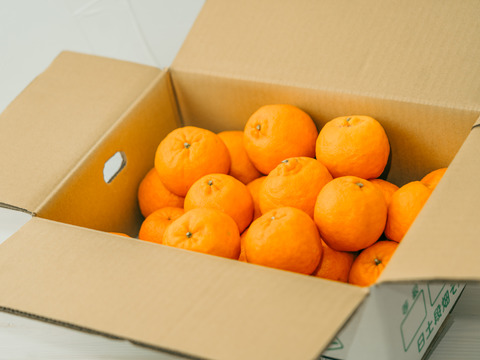 【綺麗なのに訳あり】超うまい！ポンカン　4キロ　2Lサイズ