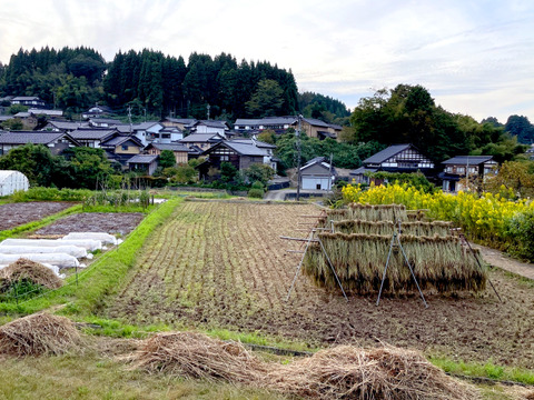 古代米入り天日干し自然栽培米で作ったなまこめこうじ 5kg 5/16