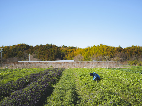 【値下げしました】有機にんじんジュース（500ml、2本入り｜有機にんじん100%使用）