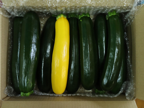 規格外ズッキーニ　1.7㎏