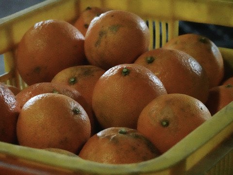 【訳ありだけど美味しさそのまま】まどんな 3kg 【ゼリーのようなプルプル食感】