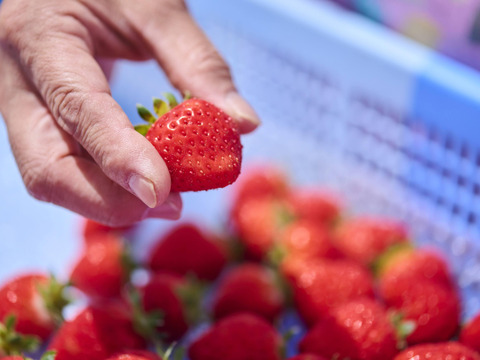 【販売開始】「あまひめ」香り広がるジューシーいちご！ 朝どれ産地直送！信州産