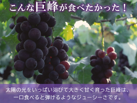 クール便指定【すぐ発送！💜朝採れ山梨種無し巨峰】2キロ3〜4房を2箱セットでお届け！一度食べたら忘れられない果汁が弾ける巨峰 【生産量日本一の山梨県産】