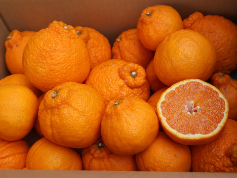 農家直送！しらぬい　2.5kg  【平武農園】〜蛍飛ぶ町から旬の便り〜　和歌山｜有田｜田口｜ギフト