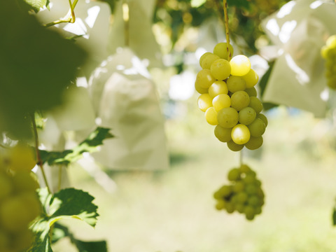 樹上完熟の🍇農家直送シャインマスカット《家庭用1.8kg／4〜7房入り》