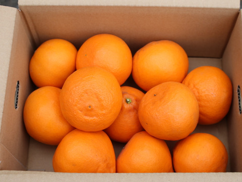 柑橘の大トロ！
「せとか」 4ｋｇ！