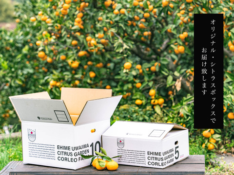 スペシャル熟成！ 完熟の濃厚なコク【不知火】Aセレクション（家庭用）5kg