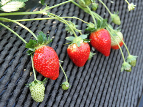 【ご予約商品】【ギフト可】完熟いちご化粧箱入り【24粒～33粒】