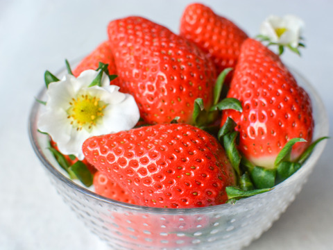 【おまかせ食べ比べ】いちごサイズおまかせ2パック 【よつぼし】【おいCベリー】【やよいひめ】から収穫開始次第、2品種をサイズは、おまかせでお届け‼︎ 朝採りをその日のうちに発送します(^^)