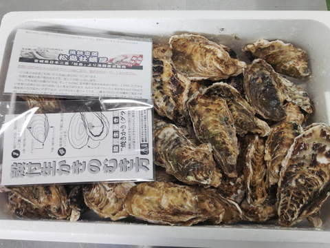 【水産庁補助事業　送料無料】🦪 生食用８ｋｇ（56~130粒） 殻付き 牡蠣 牡蛎 殻付き牡蛎 kaki カキ 松島牡蠣屋 BBQに最適🔥 海産物 オイスター oyster 生牡蠣【冬ギフト】