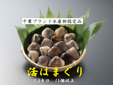 旨みがギュッ！
九十九里産活ハマグリ1.5kg(15〜22個位)