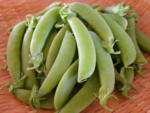 おやつになる野菜！？やみつきスナックエンドウ！(2kg)