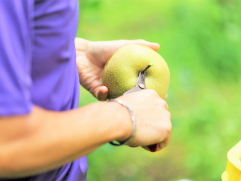 濃厚な甘さと瑞々しさが絶賛の「幸水」6個～4個程度（2㎏程度）