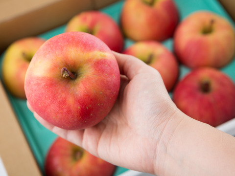 ラストです！驚きの蜜たっぷりりんご🍎こうとく2kg　シャキシャキの食感とトロピカルな香り　特別栽培認証りんご