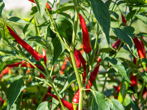 ちょい辛ペーニョ2本セット【エスニック×プレミアム】