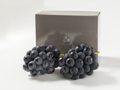 【贈答用】 岡山県産ニューピオーネ 2房　予約販売！8月下旬より順次発送致します。