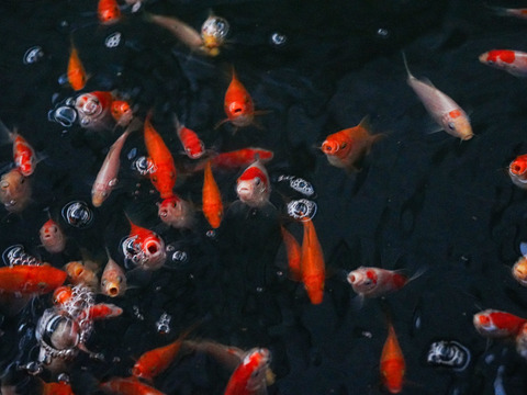 【農薬・肥料不使用】アクアポニックス発芽黄ニンニク50本セット