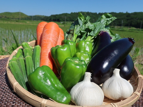 栄養たっぷり！夏野菜セット出口農園厳選6品目（約2kg