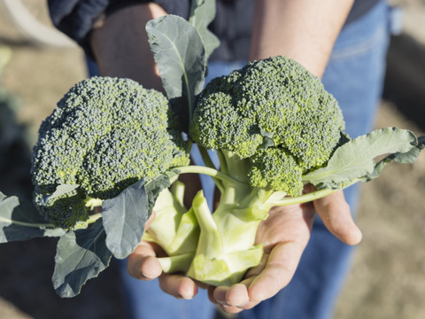 食べチョク限定！使いやすいサイズ！茎まで食べられる淡路島産ブロッコリー 1kg