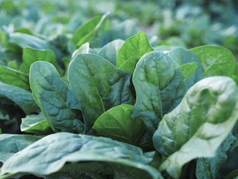 【今が旬】四季の野菜セット
