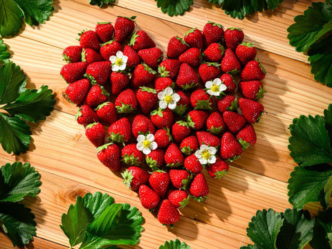 ”完熟いちご 古都華” 8～15粒（270～320ｇ）×2パック　贈答用ギフトケース入り