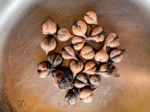 【数量限定】国産くるみ 山グルミ オニグルミ 栽培期間中農薬不使用 150g