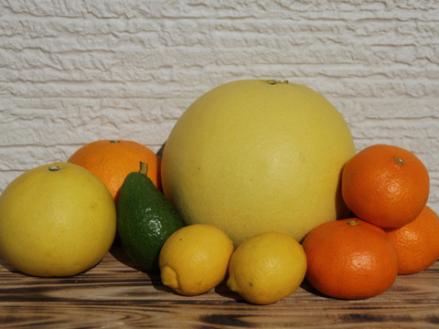 自慢の晩白柚が入った季節の柑橘セット（3〜4kg程度）