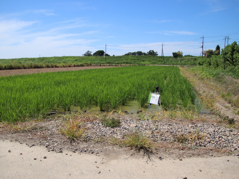 ２０２５　未検査米　新米１００％　彩のかがやき　約５kg（梱包含む）