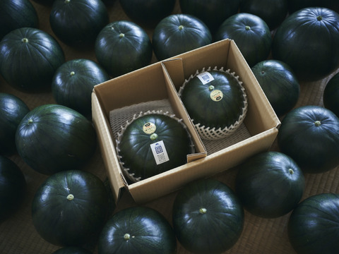 珍しい！【黒系】2玉　約4キロ〜5キロ朝採り発送！フレッシュ！小玉すいかひとりじめBonBon