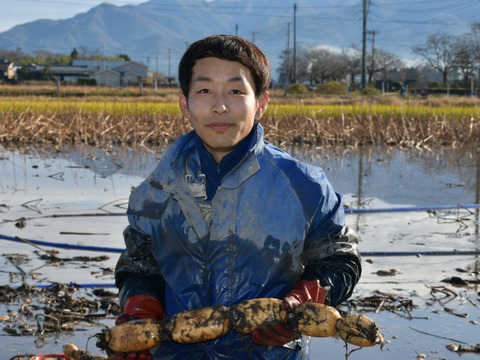 【訳ありB級品】新潟県五泉市産れんこん（MIXサイズ2kg）